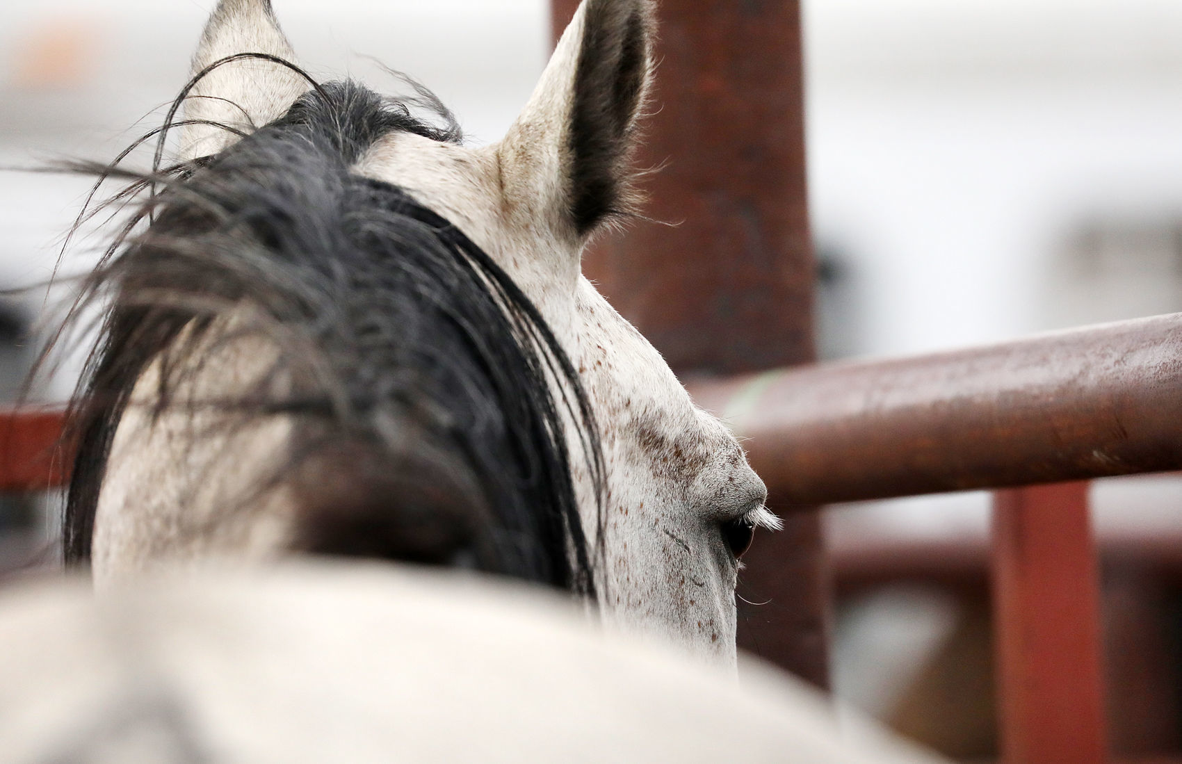 Rodeo horse